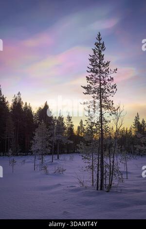 Vista di un terreno carico di neve e di un albero alto e solitario che raggiunge il cielo color pastello, in contrasto con le sagome scure della foresta lontana, Foto Stock