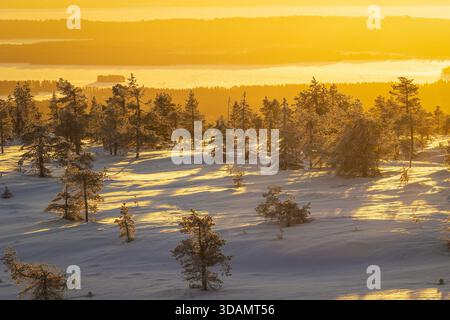 Vista di alberi innevati che catturano la luce dorata del sole che tramonta sul paesaggio ghiacciato, creando una serena scena invernale, Kuusamo, North Ost Foto Stock