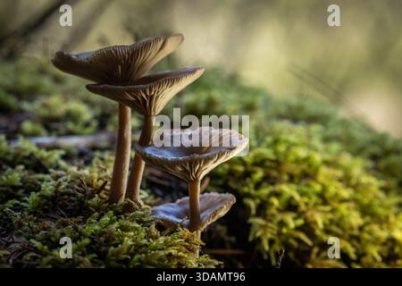 Uno straordinario scatto macro con angolazione bassa di tre funghi con cappellini scuri e traslucidi, che crescono in un gruppo su un letto di vibranti muscoli verdi baciati dal sole Foto Stock