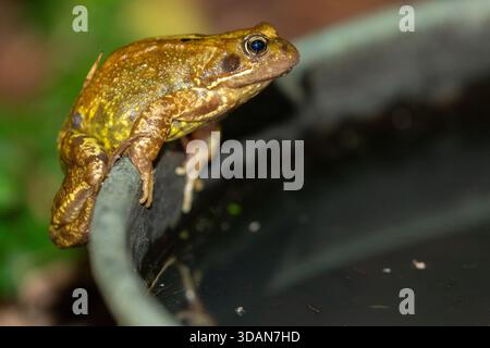 Una rana comune (Rana temporaria) arroccata sul bordo di un piccolo laghetto da giardino. Foto Stock