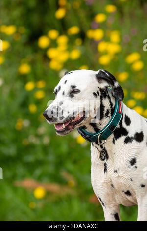 Ritratto di un cane dalmata Foto Stock