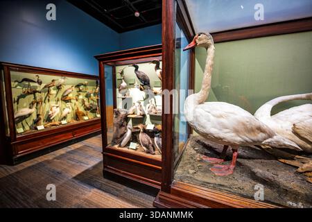 Smithsonian Natural History Museum Birds of the District of Columbia Exhibit Washington DC // WASHINGTON DC — Un Tundra Swan (Cygnus columbianus) è presente nella Birds of the District of Columbia Exhibit. Questa specie è un migrante raro e vive in inverno nella zona. È generalmente osservata da metà ottobre a metà aprile, principalmente lungo il fiume Potomac. La mostra è ospitata all'interno dello Smithsonian National Museum of Natural History. Questa rinomata istituzione è una parte fondamentale dello Smithsonian Institution di Washington DC. Foto Stock