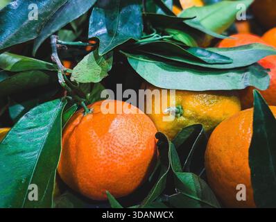 primo piano di mandarini maturi sul ramo con foglie verde scuro Foto Stock