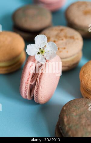 Dessert con macaron francesi con fiori bianchi su sfondo blu con illuminazione delicata Foto Stock