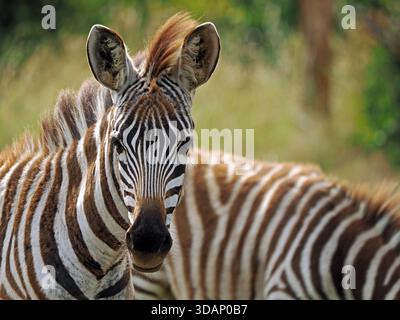 Wolly sub-adulto Plains Zebra (Equus quagga, ex Equus burchellii) che guarda la macchina fotografica con un'altra dietro a Masai Mara Conservancies, Kenya, Africa Foto Stock