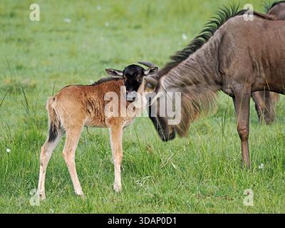 Baby gnu (Connochaetes taurinus) dalla barba bianca con sua madre nelle Masai Mara Conservancies, Greater Mara, Kenya Africa Foto Stock