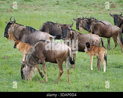 2 cuccioli di gnu blu o gnu (Connochaetes taurinus) con le loro madri in mandria - Masai Mara Conservancies, Greater Mara, Kenya Africa Foto Stock