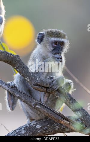 Vervet Monkey (Cercopithecus aethiops) South Luangwa NP Zambia August Foto Stock