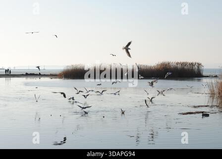 Un gregge di gabbiani sulla riva del lago Balaton di fronte alle canne in un giorno d'inverno Foto Stock
