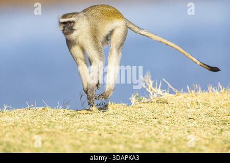 Vervet Monkey (Cercopithecus aethiops) South Luangwa NP Zambia August Foto Stock