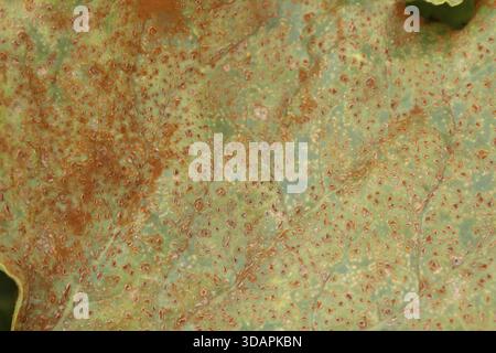 Barbabietola da zucchero (Beta vulgaris) foglia con ruggine (Uromyces betae) malattia patogena delle piante fungine, Inghilterra, Regno Unito Foto Stock