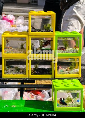 IPOH, MALESIA – 9 NOVEMBRE 2025: I piccoli pesci betta nuotano in acquari colorati, impilabili, in stile Lego esposti in vendita in una banchina del mercato. Foto Stock