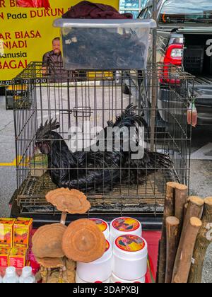 IPOH, MALESIA - 9 NOVEMBRE 2025: Un gallo nero o un pollo in gabbia, circondato da prodotti della medicina tradizionale. Foto Stock