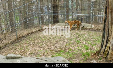 La tigre striata si sta muovendo attraverso uno spazioso recinto con alberi e recinzioni, evidenziando il suo comportamento naturale in un habitat controllato Foto Stock