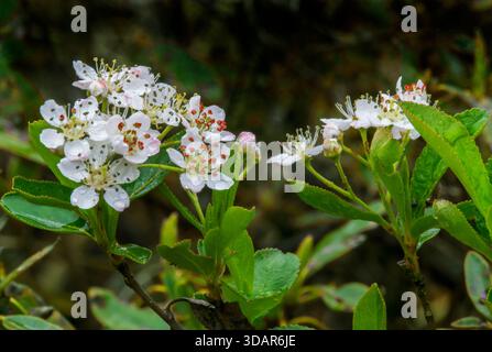 Aronia melanocarpa, Black Berried Aronia Black Chokeberry, Pennsylvania Foto Stock