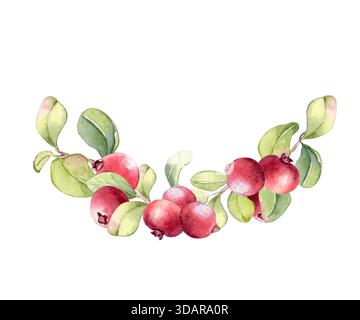 Pianta di mirtilli d'acquerello con bacche rosse e foglie verdi in semicerchio isolato su sfondo bianco. Vivace corona di frutti di bosco per biglietti d'auguri e cibo Foto Stock