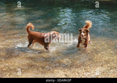 Due cani giocano in acqua Foto Stock