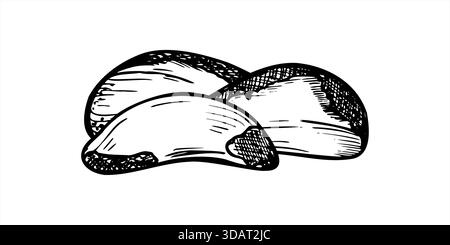 Illustrazione in bianco e nero vettoriale in bianco e nero con nocciole pelate. Schizzo grafico Paranut o Boliviano NUTS. Kernel commestibile per confezione di alimenti salutari Illustrazione Vettoriale