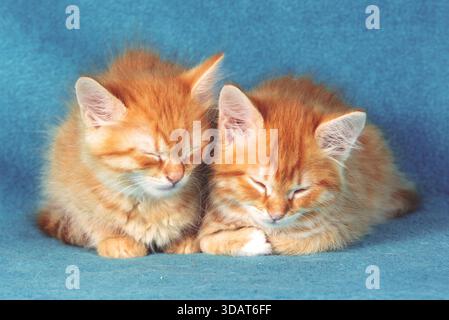 Due simpatici gattini allo zenzero dormono su una coperta blu Foto Stock