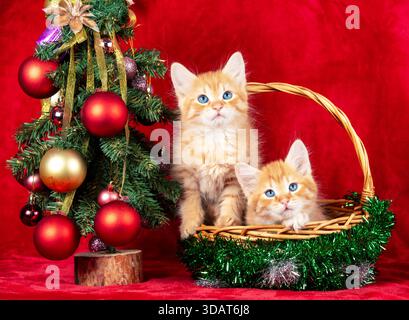 Due simpatici gattini di zenzero in un cestino vicino a un albero di Natale decorato con palle, su sfondo rosso Foto Stock