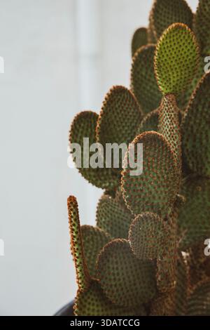 Alto cactus verde sul lato di una parete bianca Foto Stock