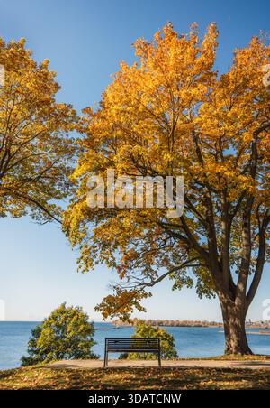 Panchina sotto l'albero con foglie gialle che si affacciano sul lago in autunno. Foto Stock