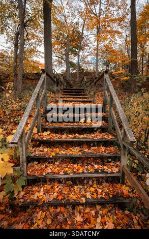 Scale di legno tra alberi ricoperti di foglie cadute il giorno d'autunno. Foto Stock