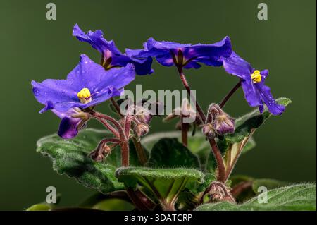 Fiori di viola africani stellati con gocce di rugiada su sfondo verde Foto Stock