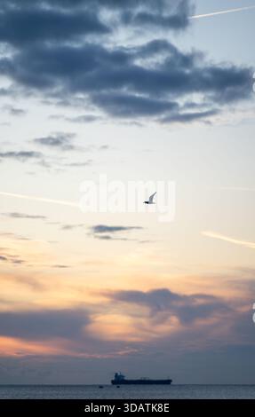 Gabbiano che vola sopra il mare calmo all'alba, cielo alto con contrafforti e nave da carico distante, fuoco selettivo sull'uccello con orizzonte sfocato e spazio per T. Foto Stock
