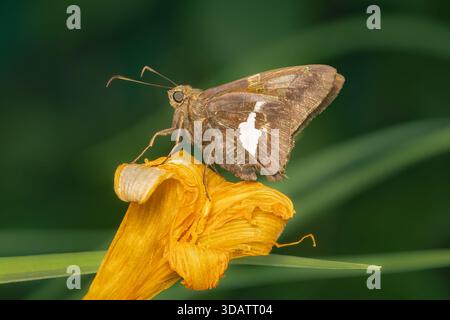 Skipper macchiato d'argento su un fiore giallo con sfondo sfocato Foto Stock