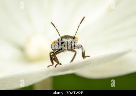 Chinavia hilaris hemiptera nymph vista frontale su un petalo bianco con sfondo sfocato e spazio per copiare Foto Stock