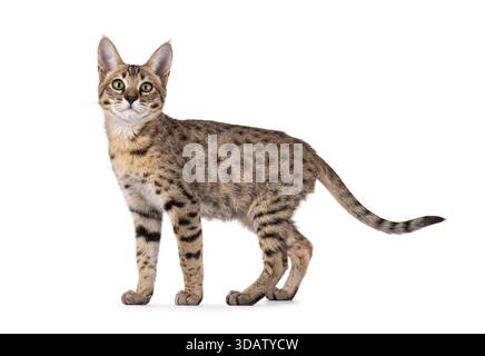Gatto bruno, giovane adulto, in piedi lateralmente. Guarda curioso verso la fotocamera. Isolato su sfondo bianco. Foto Stock