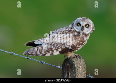 Gufo dalle orecchie corte, Asio flammeus, arroccato su un fencepost, North Uist, Ebridi esterne Foto Stock
