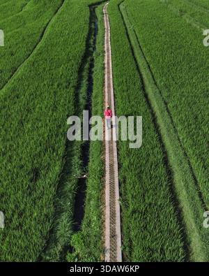 Vista aerea percorso a piedi donna attraverso risaie smeraldo, viaggiatore solo in giacca rossa Foto Stock