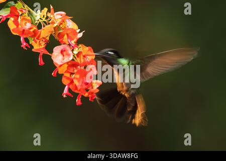 Una scena vibrante che presenta un magnifico colibrì che si nutre con grazia dei suggestivi fiori rossi di Panama. Il delicato equilibrio delle ali dell'uccello e. Foto Stock