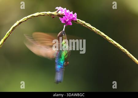 Un colibrì dalla gola ardente si libra con grazia, bevendo nettare da un vibrante fiore viola. Le sue piume iridescenti risplendono alla luce del sole, con spettacoli Foto Stock