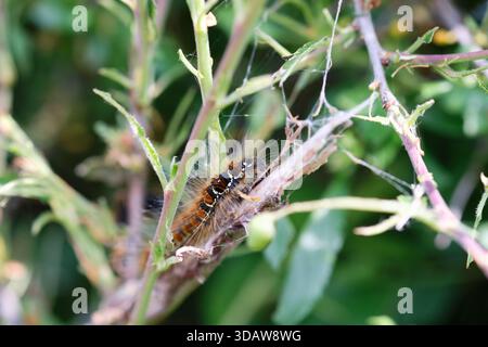 Tenda bruco, larve dei Lasiocampidae Malacosoma Moth, mangiare fogliame di siepe, siepe, estate, Inghilterra, REGNO UNITO. Foto Stock