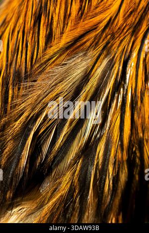 Una vista ravvicinata delle piume di pollame dorate e nere che mostrano motivi intricati e colori ricchi. La trama e i dettagli del piumaggio creano una str Foto Stock