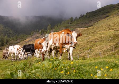 Una mandria di mucche pascolano pacificamente su una lussureggiante collina verde in Austria. Il tranquillo paesaggio mette in risalto la tradizionale campagna austriaca e l'agricoltura Foto Stock