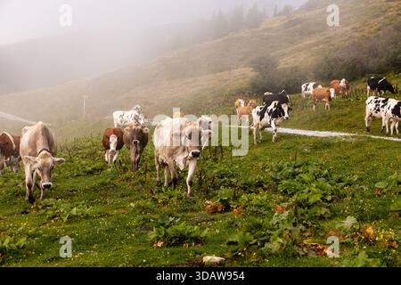 Le mucche pascolano pacificamente su una lussureggiante collina verde, avvolte dalla nebbia, mostrando la serena bellezza della vita pastorale austriaca e il tradizionale gambero agricolo Foto Stock