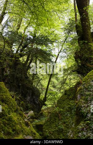 La serena bellezza della Faggeta di la Biescona nelle Asturie, Spagna. Questo lussureggiante paesaggio presenta alberi autoctoni con una vivace vegetazione verde ed incantevole Foto Stock