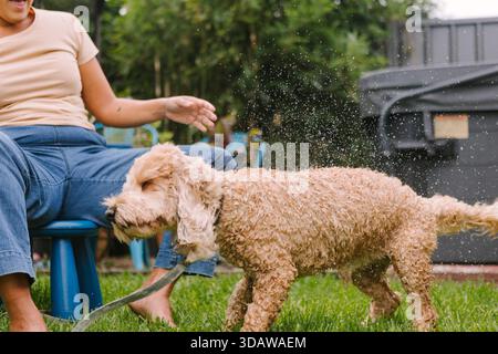 Una donna gioiosa trascorre del tempo di qualità con il suo cane dai capelli ricci in un soleggiato giardino australiano. Il cucciolo scuote scherzosamente le goccioline d'acqua mentre mi rilassano Foto Stock