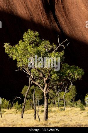 Una splendida vista dell'imponente arenaria rossa di Uluru, contrastata dai vibranti alberi verdi in primo piano. Questa meraviglia naturale si erge in un remoto de Foto Stock