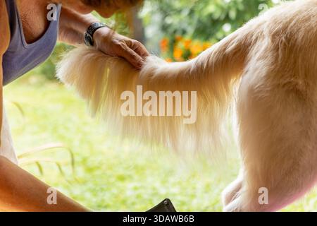 Una donna sta lavando e rifinendo il suo Golden retriever in un ambiente accogliente. La pelliccia del cane viene spazzolata con cura, mettendo in risalto la gioia dell'auto Foto Stock