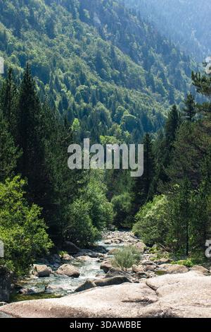 Un tranquillo fiume scorre attraverso una lussureggiante foresta a Barruera, Pirenei, Spagna, circondato da torreggianti alberi e aspre montagne, catturando l'essenza di Foto Stock
