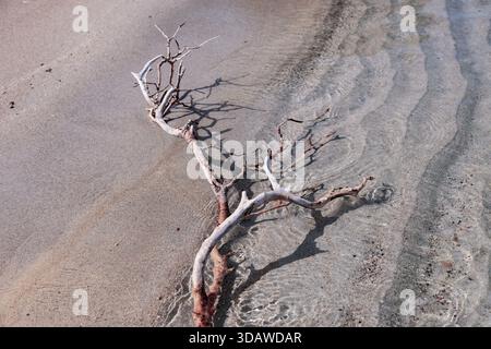 Un ramo asciutto si trova sulla spiaggia sabbiosa bagnata, creando ombre intricate. Morbide increspature circondano il ramo, creando un motivo astratto con la sua naturale natura Foto Stock