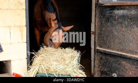 Un cavallo gode di un pasto di fieno all'interno di una stalla in un centro equestre. La scena cattura l'essenza della cura quotidiana e dell'alimentazione dei cavalli in un ambiente sereno Foto Stock
