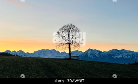 Alba invernale unica in tonalità gialle soffici dietro un'imponente catena alpina svizzera con profilo albero nell'Oberland Bernese, Svizzera Foto Stock