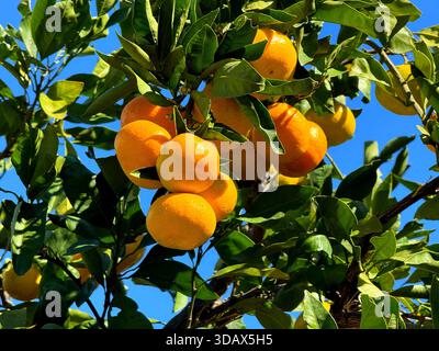 Mandarino con frutti maturi nel frutteto Foto Stock