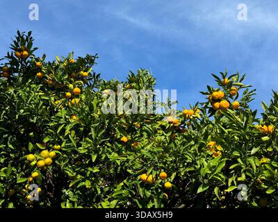 Alberi di mandarino nel frutteto Foto Stock